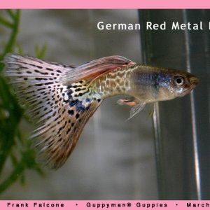 German Red Metal Lace Guppy