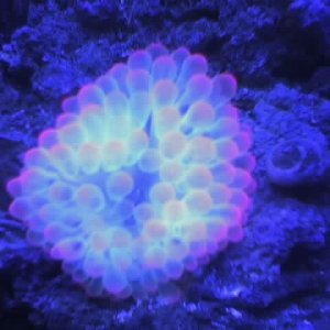 This is my Rose Bulb anemone under blue actynic lighting.  This specimen is one of my favorites of the tank.