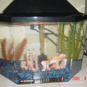 This is the first tank that I owned. I now use it as a QT/Breeding tank. I have 6 swordtail fry in it now.
