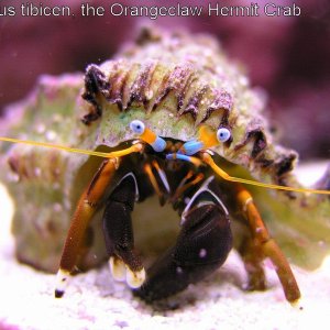 Submitted by kwan

Common Name: Orange Claw Hermit Crab 
Scientific Name: Calcinus tibicen 
Features: Orange antennae and eyestalks. Eye tips white, e