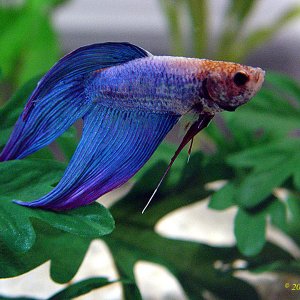 Benny was a beautiful and sweet betta. He was a lovely shade of light blue, with pink/lavender fin tips. He is greatly missed. 

RIP 1-16-2005
