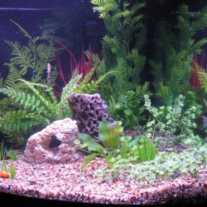 This was my first planted tank. It is about 4 months old. It has 2.3 wpg, red seas flora base, whisper 20, and hagens co2 system with custom yeast mix