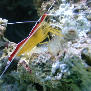 cleaner shrimp cleaning the sailfin blenny