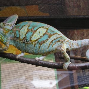 This is my male veiled chameleon.  I raised him from an egg :)  He's my baby.