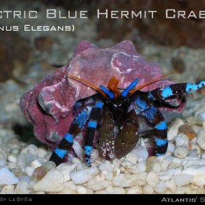 Submitted by Lester

Common Name - Electric Blue Hermit Crab
Scientific Name - Calcinus Elegans
Size - 3 ~ 4 cm

Care Practices -

The Electric Blue H