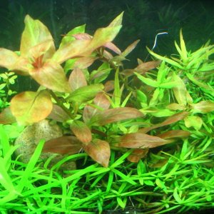 Variant of the popular L. repens that's easier to get red at the top of the leaf.  Full grown leaves are significantly larger than L. repens.  Gallery