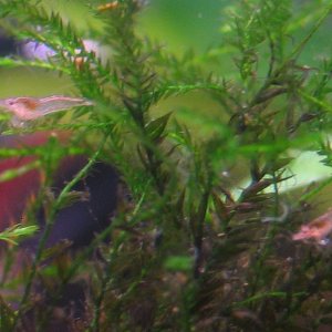 on a reviving java moss