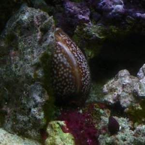 This is my cowrie i dont know exactly what species he is but he's about 5 inches long and 2.5 wide, make a fist and there you go.