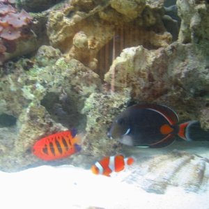 mini achilles tang and flame angel med