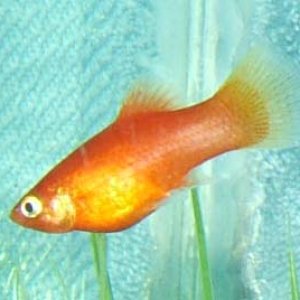 My red platy, Tangelina. Before my girlfriend found out this it's female, her name was Tangelo. I have to say I prefer Tangelo.