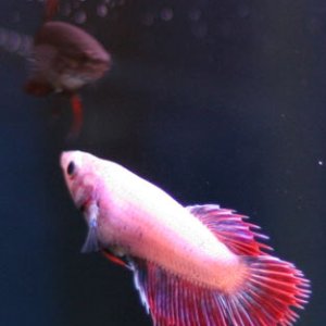 My new betta from Ebay - her fins look red (instead of blue) when she's backlit.  Cool.