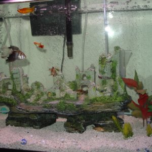 Home to 4 guppies, 1 small common pleco, 1 African Dwarf Frog, and 1 Black Mystery Snail.