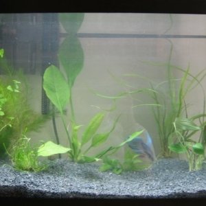 Well, I hope to learn alot about this hobby. Hopefully I'll have a beautifully grown tank someday!
