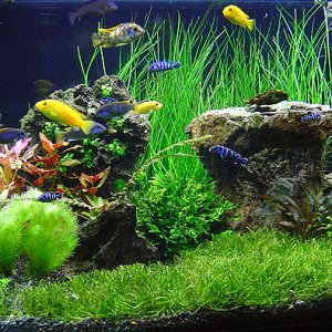 A picture showing the right side of my tank where my L. brasiliensis lawn is starting to grow in.