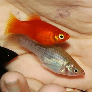 Tangelina, my red platy, and Eralya, my molly. Again, swimming next to my hand, trying to get to the tubifex worms.