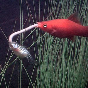 Sword and Danio fighting over a worm.