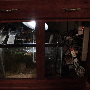 Standard 10 Gallon Tank with DIY fuge dividers. Skimmer is a Hang-on type