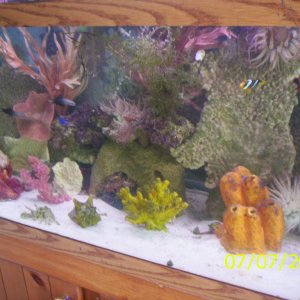 75 gallon
1maroon clown
1clarks clown
1yellow striped maroon clown
1noby star
1 serpent star
2unidentified starfish that came with tank
6 hermit crabs