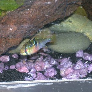 My female german blue ram swimming around the tank while the male is back at the cave guarding their eggs