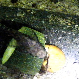 My bristlenose and snail love sharing the zucchini