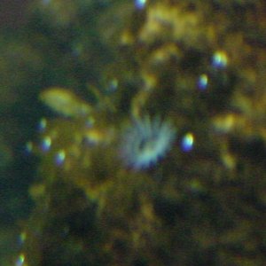 pictures were taken from a  camera phone so not to good quaility. but theres about 40 fish in there. chichlids, barbs, clown loach's, brittne nose's, 
