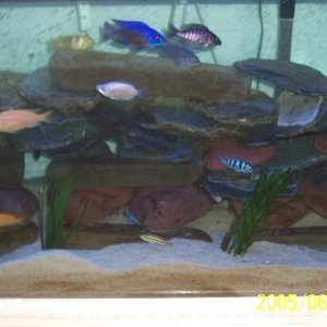 I have finally perfected my new 90 gal fw tank, mostly african cichlids..extremly viscious gourami is seen in this pic. He can only be with the cichli