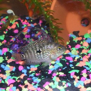 young flier cichlid