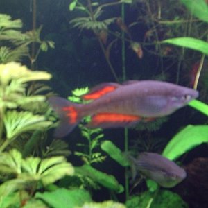 Melanotaenia parkinsoni 
"Parkinson's Rainbowfish"