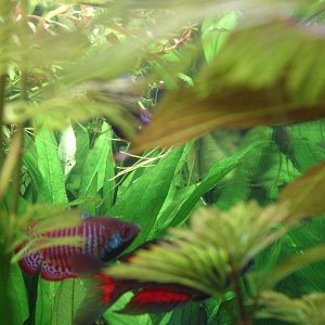 a shot from the end of my tank or a Dwarf Gourami and a Parkinson's Rainbow