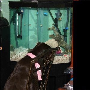 My labrador is a big saltwater tank lover she loves to watch our fish more then Animal Planet!