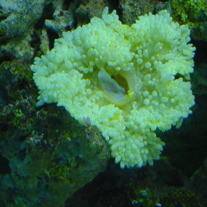 anemone2 med