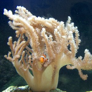 colt coral med