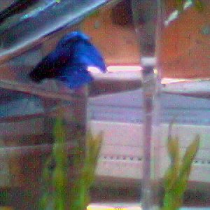 Not the best photo,  but its all I have lol. This is my betta, Poppy. Hes got real personality.