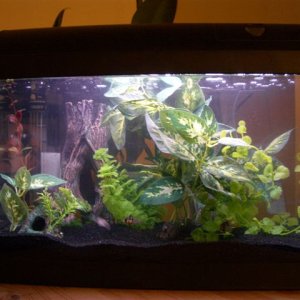 cycling tank, adding dwarf puffers after new year's day