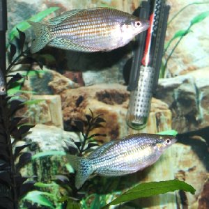 2 of my 3 australian rainbowfish. You can also see part of my female opaline gourami.