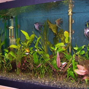 Low light planted 75 Gallon tank with Angels, Swordtails, Yo-yos, and Red eye tetras.