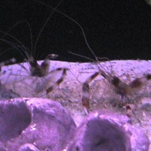 mated pair of coral banded shrimp med
