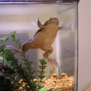 This picture just gives you an idea on how african clawed frogs just "hang around"