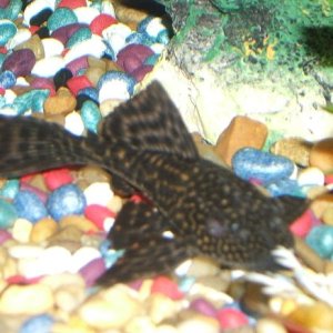 Pleco looking for food.