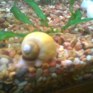 This is one of my gold apple snails scootin along scavanging for food