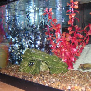 A veiw of the fishes' favorite corner and hide out.