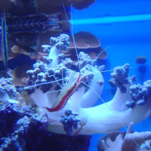 cleaner shrimp at point defiance aquarium