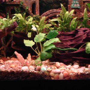 This is a low light, low maintenance tank with java fern and anubias.