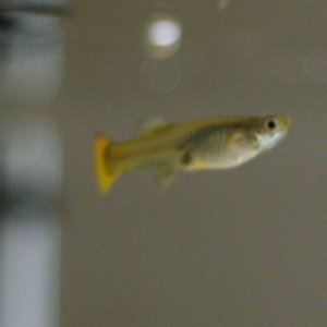 An older photo of one of my pregnant guppies.