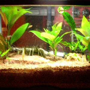 I finally got a digi cam.My tank doesn't look that good....to tell the truth I think it look horrible T_T