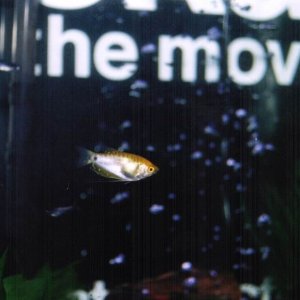 my Dwarf Gourami and his reflection :D