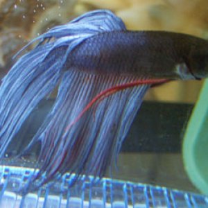 My new male betta.  I have had a few in the past, but this is my first crowntail.  I'm going to try to stay away from veiltails if I can help it.  I w