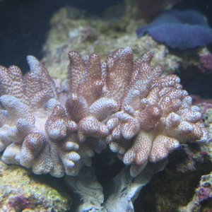 This was taken just after it was placed in the tank.  It is now covered with brown polyps
