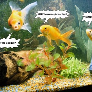 My three goldfish. Took this picture and just had to do something with it.