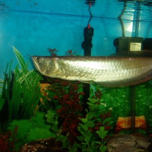 This is my Silver Arowana(Draco).... She is 1'2" long and  lives in a 240 Gal Tank (I got it just for her!! the tank is about a month old now!!!!!)...